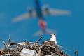 Airport Wildlife Planning and Management (Canada)