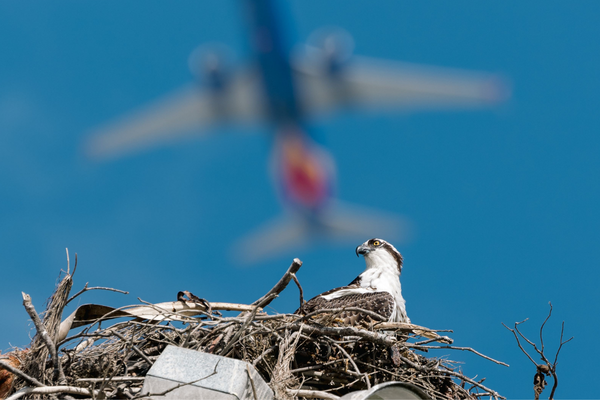 Airport Wildlife Planning and Management (Canada)
