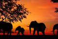 Combatting Wildlife Trafficking